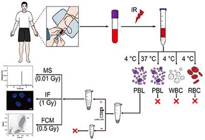 An estimate assay for low-level exposure to ionizing radiation based on mass spectrometry quantification of γ-H2AX in human peripheral blood lymphocytes